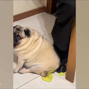 267K views · 7.4K reactions | Dogs Who Turn Every Nap into a Funny Moment 藍藍藍 | Pets Lab | Facebook