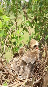91K views · 3.4K reactions | Black winged baby struggling to eat lizard by himself and mother watching | Lovely Bird Family | Facebook
