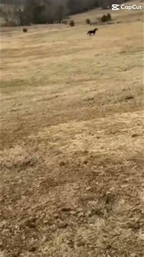 she galloped away when i was trying to catch her 😭 #fypシ゚viral #funny #gallopingpony