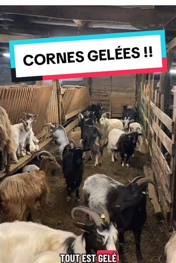 Frozen Horns: A Nighttime Agricultural Adventure