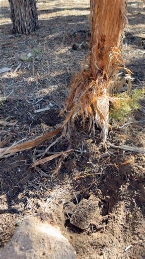 Bobcat trapping #trapping #wildlife #animaltrap #nature #