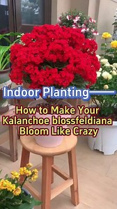 How to make your Kalanchoe Blossfeldiana bloom #houseplant #indoorplant #planting #indoorplants #foryou | Indoor Planting Tips and Garden