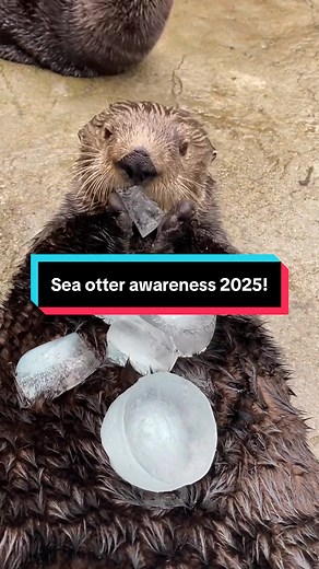 Sea Otter Awareness: Adorable Ice Eating Moments