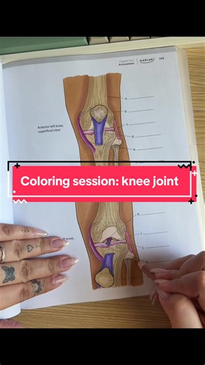 The knee joint is made up of the femur, the tibia and patella (the fibula helps with the stabilization of the knee joint but it’s not actually a bone that makes up the joint) the knee stabilizers are the ACL, PCL, MCL and LCL. #anatomyandphysiology #knee #learnontiktok #coloring #coloringbook