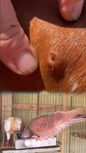 Botfly remove from cow#botflyremoval#botfly#cat #larva
