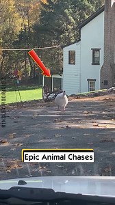 Epic Animal Chases | Ainsley Rodriguez