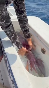 Dangerous Squid. | ARK action