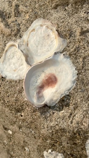 Nature’s plaster art at Sasihitlu! Empty shells that won’t budge. #shortsfeed #seashell #barnacles