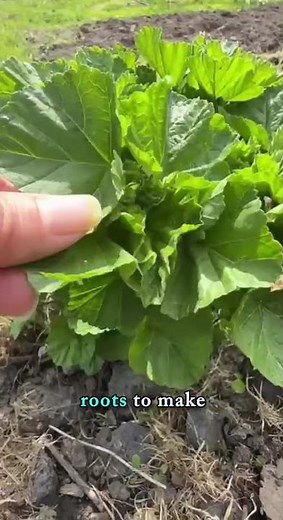 Marshmallow Root Benefits for Digestion and Throat Support