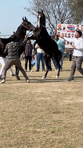 Marwari Horse Show Ring Fight 🐎🔥 | Pendu Horserider