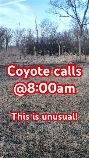 My morning Coyote chorus..2-19-26