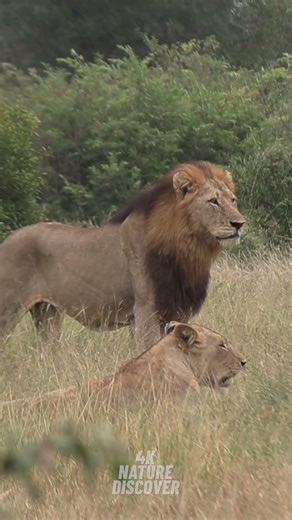 Life of a King on Savanna | 4K Free Documentary Nature