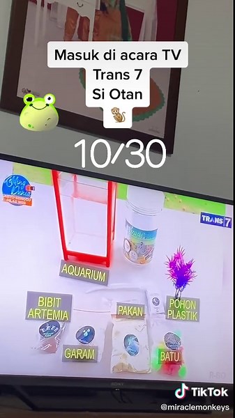 Miracle Monkeys on Trans 7 featuring Si Otan