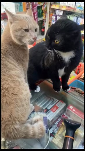 Privire deochiata | Mihai Dragomir