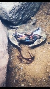 Crab mating seasons vary by species and location, but generally occur during warmer months, often spring and summer, when females molt and are ready to mate. For example, mud crabs in many areas have peak breeding seasons in March-April and August-September #fbreelsfypシ゚viral #fbreelsfypシ゚ #viralshorts #fyp #virals #followers #usa | Underwater Fishing life