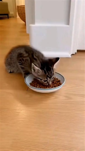 Cat… Hurry Up, Come Home NOW! 😹🐱🏠 #cat #catvideos #funny #youtubeshorts #shorts #comedy