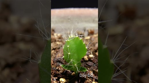 Dragon fruit growing time lapse - 126 days in 56 seconds