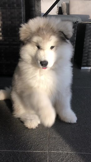 Adorable Malamute Puppy Compilation | Dogs of TikTok