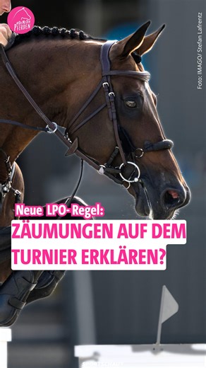 Die mit den Pferden on Instagram: "▶️ Wie findet ihr die neue Regel? Seit diesem Jahr gibt es einen überarbeiteten Ausrüstungskatalog in der Leistungsprüfungsordnung (LPO) - dem Regelwerk im Reitsport. Beim Thema Zäumungen gilt jetzt beim Springreiten ab der Klasse M**: „Zäumungen müssen auf Anfrage vom Richter durch den Teilnehmer in Funktion und Wirkungsweise begründbar sein.“ Beim Springreiten gilt ab Klasse M** die sogenannte „beliebige Zäumung“. Das heißt, es dürfen nahezu alle Arten von Ge