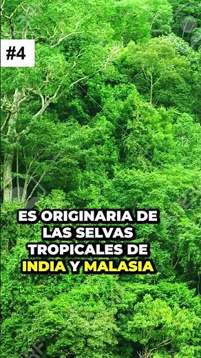 Ficus elástica: ¡Las 6 razones sorprendentes por las que necesitas uno en tu hogar! 😮🍃