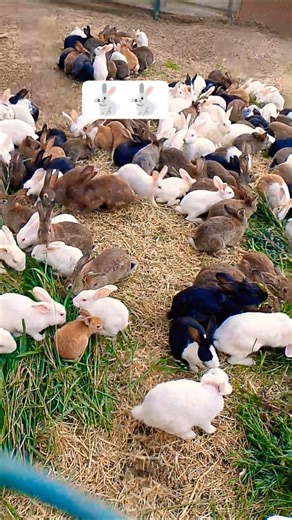 cute and smile 🐇 🐇 reaction and rabbit eating the carrot #rabits #youtub
