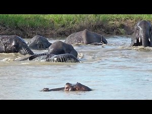 HIPPO's pool invaded by ELEPHANTS