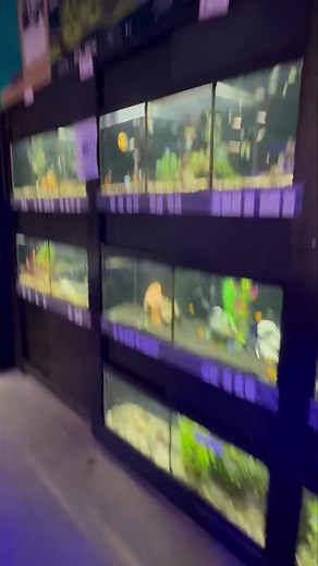 Black Friday is happening now! Big savings on the fish wheel of deals! Stop in and check out all the new inventory! | Petland Norwin