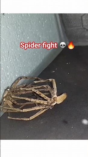 Spider vs Spider | Real Life or Death Battle 💀🔥#short