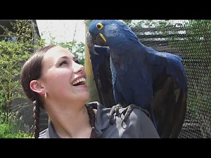 Folks flock to see new vibrant habitat for macaws: Max's Aviary