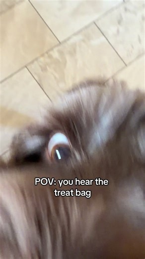 Best sound in the house 👀🤪 #dogsoftiktok #cockapoo #dogs #fyp