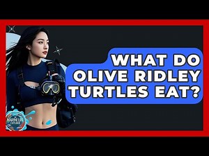 What Do Olive Ridley Turtles Eat? - The Marine Life Explorer