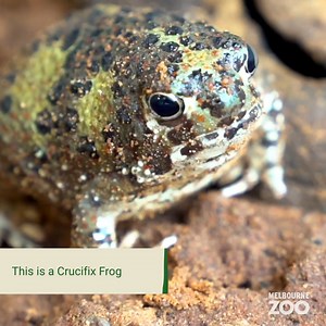 66K views · 1.7K reactions | We're back with another TFIF (Thank Frog it's Friday!)  Have you met the Crucifix Frog? Chances are you haven't seen one in the wild, as these small Frogs spend most of their lives burrowed underground, only emerging after rain to breed (and feast on insects!) | Zoos Victoria | Facebook