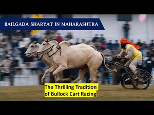 Bailgada Sharyat: The Thrilling Tradition of Bullock Cart Racing