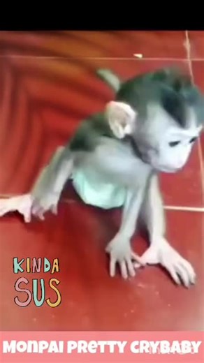 Adorable Baby Monkey Playing in the Shade