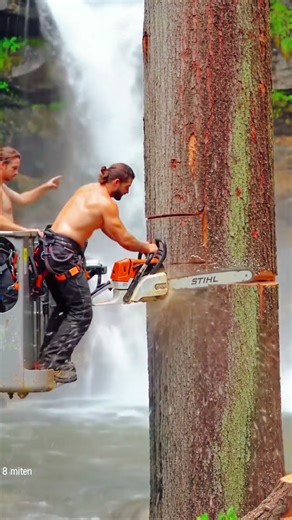 Extreme Tree Felling: Huge Chainsaw vs Massive Trunk! #treefelling #forestwork