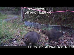 特定外来種 アライグマ 東広島市河内町