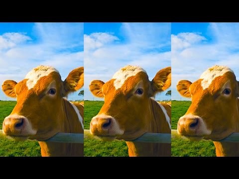 Animals Learning HD Learning Animals Sounds Learning Wild Animals Sounds For Kids And Toddlers ABC