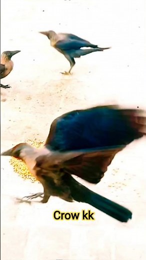 crow sound like #shortsfeed #birds #youtubeshorts #shorts #drcrow #viralshorts #viral #crow #v
