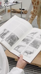 Curious to know the beauty routine for a giraffe model that's over a 100 years old? Take a peek at how it's preserved to remain on display! 漣 | Museums Victoria | Facebook