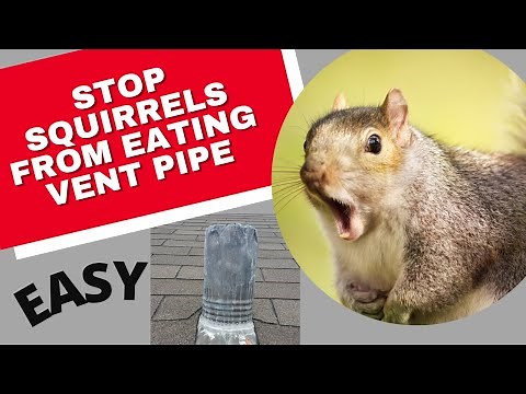 Stop Squirrels from Chewing Your Roof Vent Pipes DIY #tooltips #lifehacks