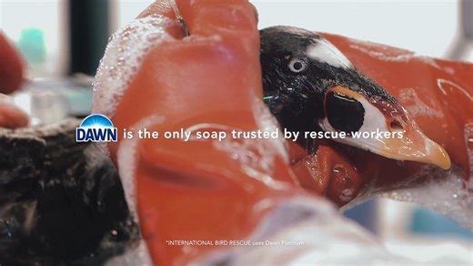 International Bird Rescue is honored to be featured in the new 2025 Dawn dish soap commercial, celebrating a partnership that has supported wildlife rescue for more than 45 years. While Dawn’s iconic duckling makes an appearance, this year’s ad goes deeper into the real work of oiled wildlife care — featuring species our teams see every year, including an oiled Western Grebe and Surf Scoter. The commercial offers a glimpse into the lifesaving process our staff and volunteers carry out at our wil