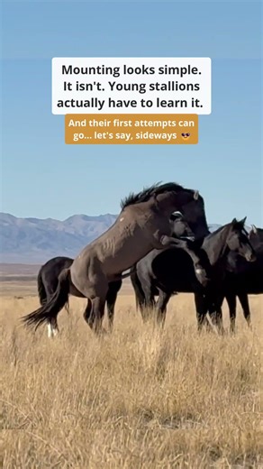 Mounting looks simple. It isn't. It can also go sideways...