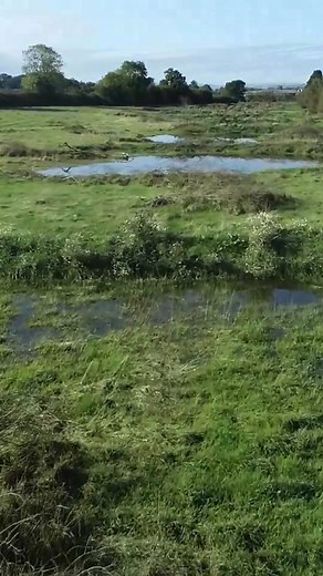 On land located at Farrantshayes Farm in East Devon, a great change has taken place. For the first time in approximately 200 years, a stream is once again flowing into what were 'ghost stream' areas, creating a connected wetland habitat! 💚 After 'ghost streams’ were discovered on the site - which appear when it rains and show where a stream once flowed - the landowners began working with our Working Wetlands team to transform these fields into a functioning wetland area. This benefits not just