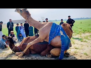 Camel Breeding Behavior | Natural Mating Process Of Camels In Desert Life