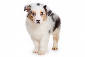 Australian Shepherd (Aussie) Puppies For Sale In Anacortes, WA