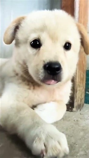 Little cute teacup puppies😍 #cute #toys #baby #cutebaby #cuteanimal #dog #pets #doglover #pomeranian