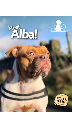 Bleakholt Animal Sanctuary on Instagram: "If Pixar ever made a movie about a sassy, square-headed dog with a heart of gold... we’re pretty sure Alba would sue for likeness rights. 📽️💁‍♀️ ps, she’s fine after the fall don’t worry!! she’s surrounded by lots of padding and she’s just dopey 😆 👉Link in our bio to adopt! 💙 #AdoptDontShop #BleakholtAnimalSanctuary #AdoptAlba #RescueDog #BigDogBigHeart #ForeverHomeNeeded #DogueDeBordeaux #StaffieCross #BullyBreedBeauty #StaffieMixStrongHeart #Bleak