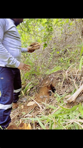 Ayihlabi Ngakumisa: Understanding the Phrase