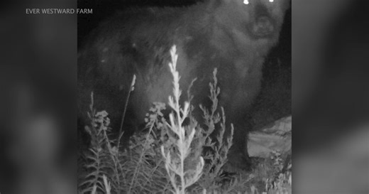 Montana homeowner discusses recent bear activity near Belt