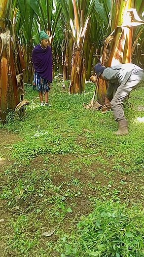 #ጉራጌው #ምንቴ